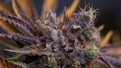 Insa Cannabis Dispensary Easthampton