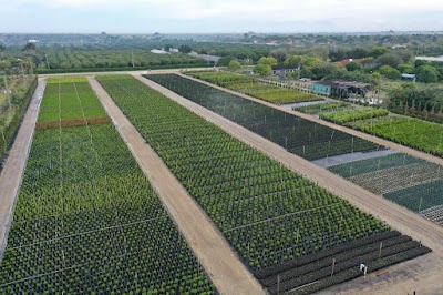 Island Girl D8 THC a