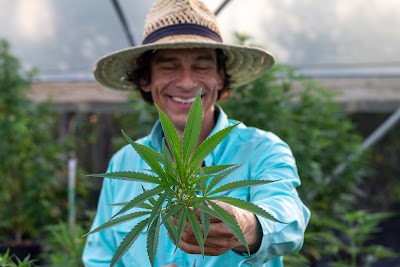 Island Girl D8 THC a