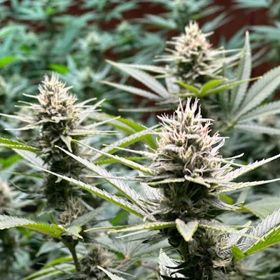 Kentucky Cannabis Company