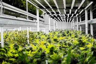 Key Cannabis Dispensary Springerville