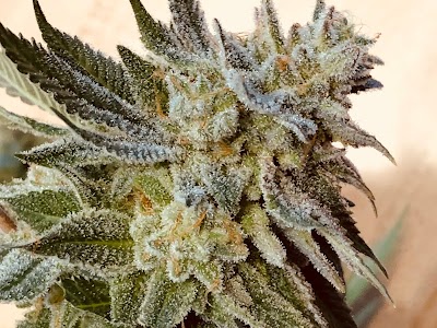 Kind Guy Patient Care Center