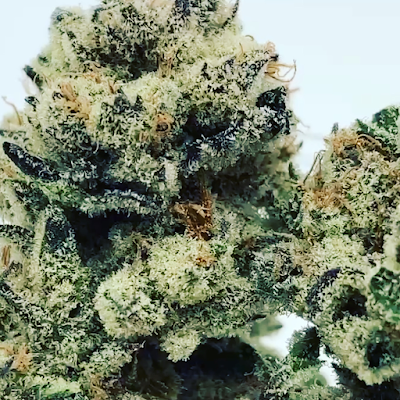 La Mota - Forest Grove