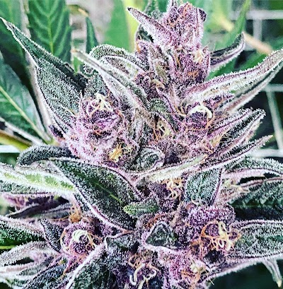 La Mota - Forest Grove