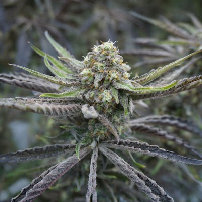 Liberty Cannabis Dispensary Norristown