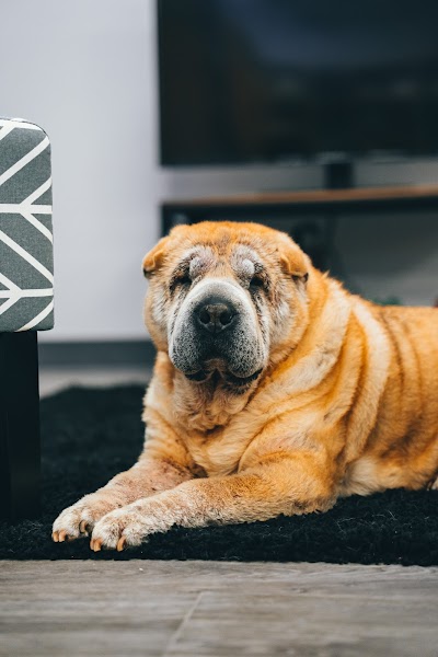 Little Leaf Cannabis Co.