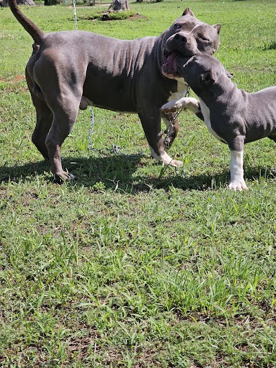 Lotus Gold Cannabis Co.