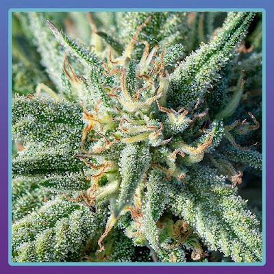 Magnolia Road Cannabis Co. Dispensary