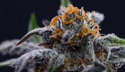 Maine Only Cannabis Shop