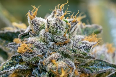 Mass Alternative Care Amherst Dispensary