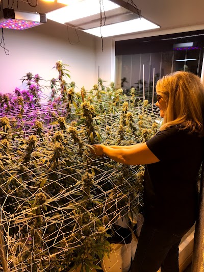 Matanuska Cannabis Company