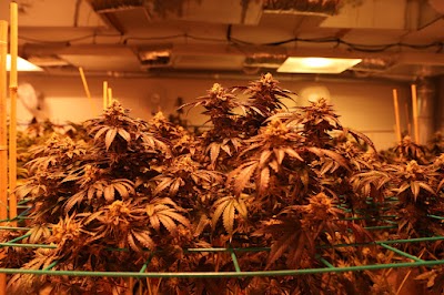 Medicine Creek Cannabis Dispensary