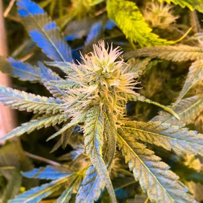 Mint Cannabis - 75th Ave