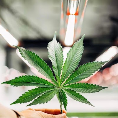 Mint Cannabis - Cape Coral