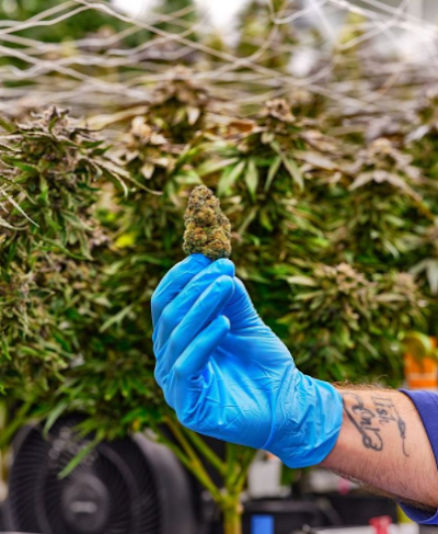 Mint Cannabis - Cape Coral