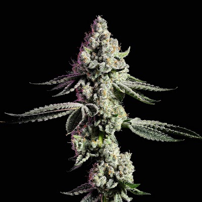 Mint Cannabis - Delray Beach