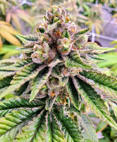 Mint Cannabis - Jacksonville