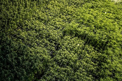 Mission Calumet City Cannabis Dispensary