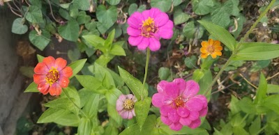 MMCA (Medical Marijuana Caregivers Association)