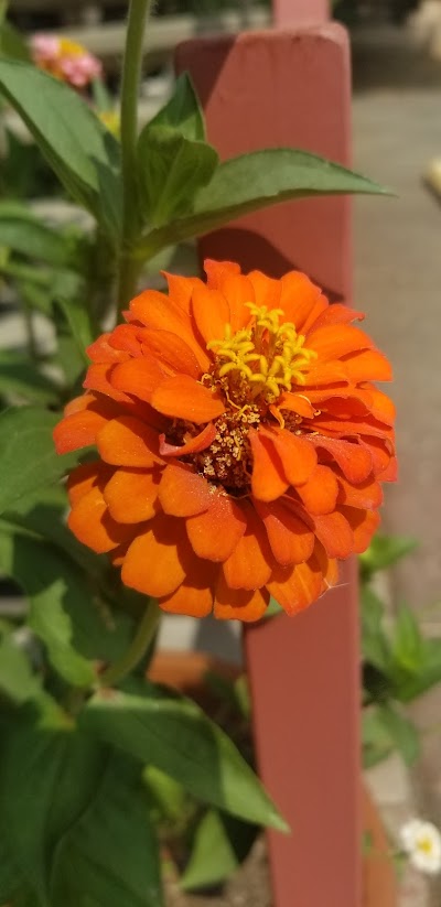 MMCA (Medical Marijuana Caregivers Association)