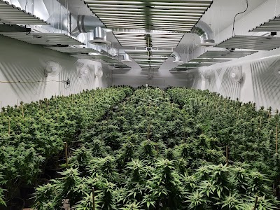 Montreal Cannabis Seeds