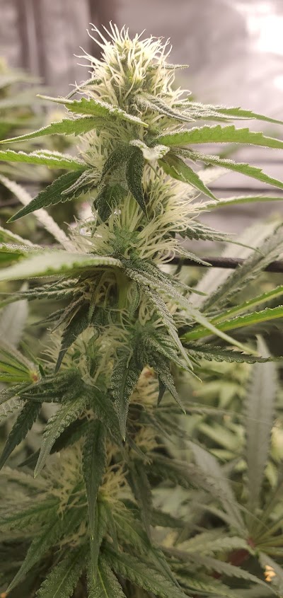 Native Nations Cannabis Dispensary