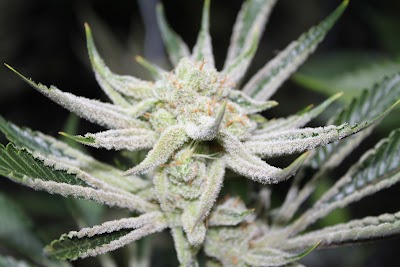 Nature's Herbs and Wellness