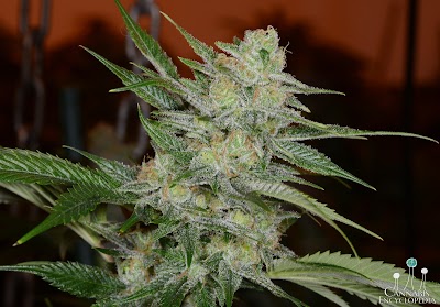 Nature's Herbs and Wellness