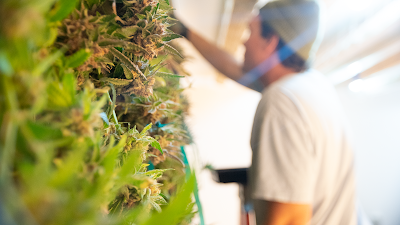 Nature's Kiss Tulsa Dispensary