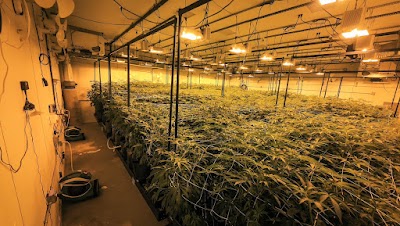 Needles Express Dispensary