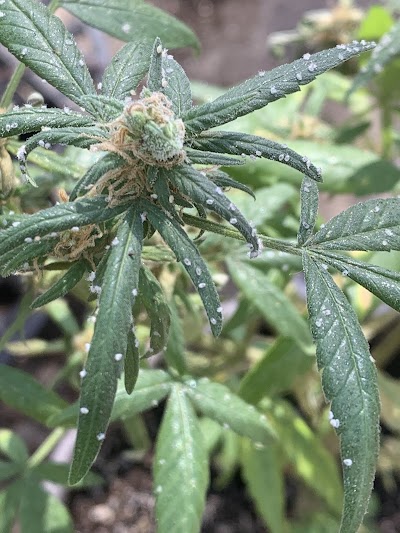 NETA - Recreational & Medical Marijuana Dispensary | Franklin