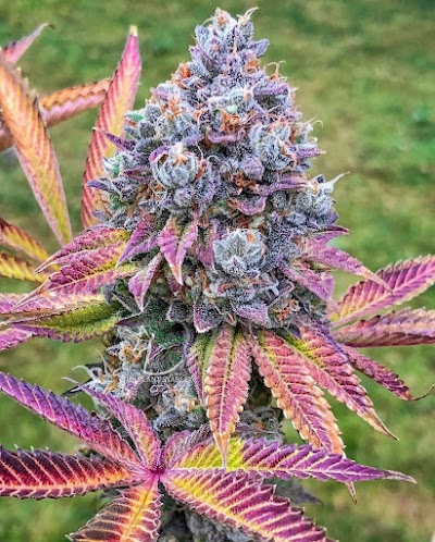 New Mexico Drip LLC Dispensary