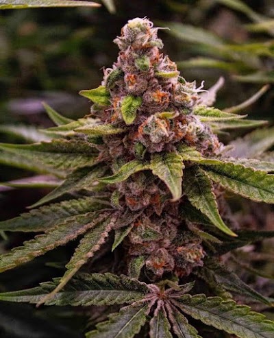 New Mexico Drip LLC Dispensary