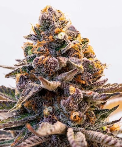 New Mexico Drip LLC Dispensary