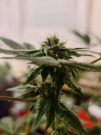 Noa Botanicals Kaneohe Dispensary