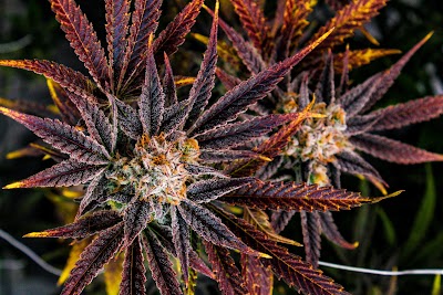 North Coast Provisions Cannabis Dispensary