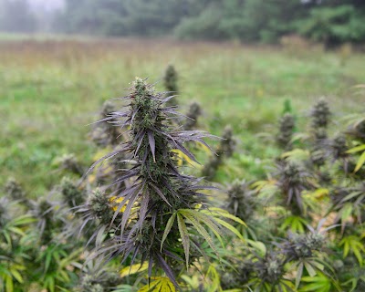 Northern Virginia Hemp Company L.L.C - “Virginia Hemp”