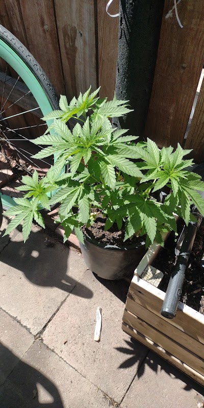 Off The Charts - Dispensary in Hemet