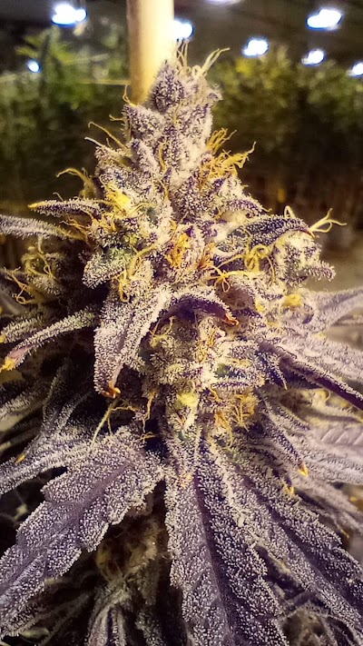 Okie Wonderland Owasso