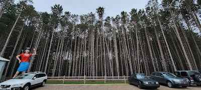 Olean's Northport - Recreational Cannabis Leelanau County and Traverse City