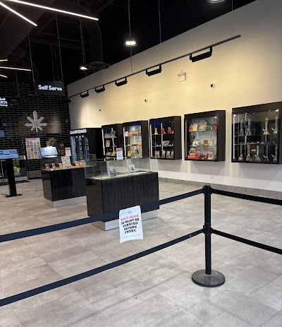 One Plant - Kingston