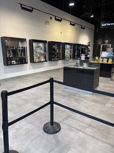 One Plant - Kingston