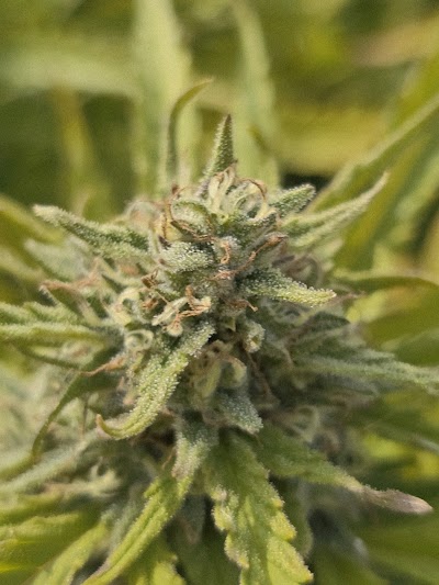 Oneida Cannabis Store