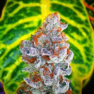 Osage Creek Dispensary