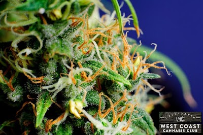 Palm Royale Cannabis Dispensary | Palm Desert HWY 111