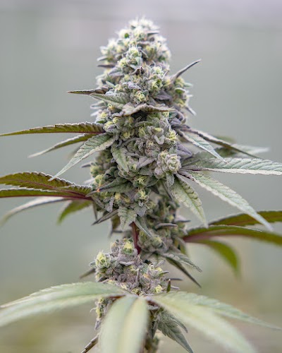 Pecos Valley Production - Dispensary & Wholesale