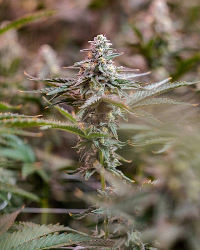 Pecos Valley Production - Dispensary & Wholesale