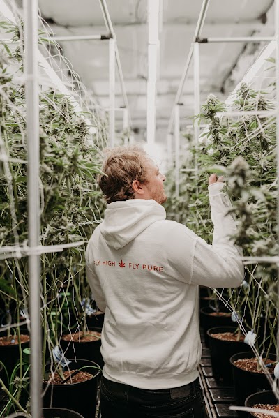 Pegasus Cannabis Dispensary Jackson