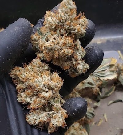 Phamily Trees Dispensary