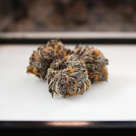 Primetime Buds Wagoner